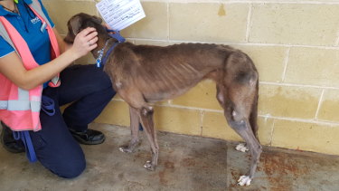 One of the emaciated dogs seized from the property of greyhound trainer Charles Sultana.