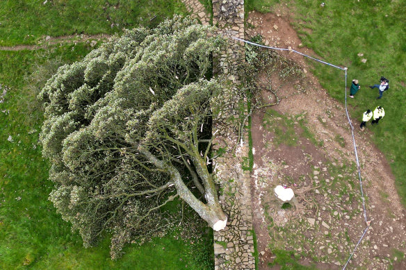 An aerial view of the felled tree.