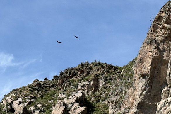 Condors circling above the ridgeline.