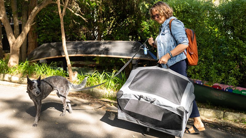 Locals protest new rules for travelling with dogs