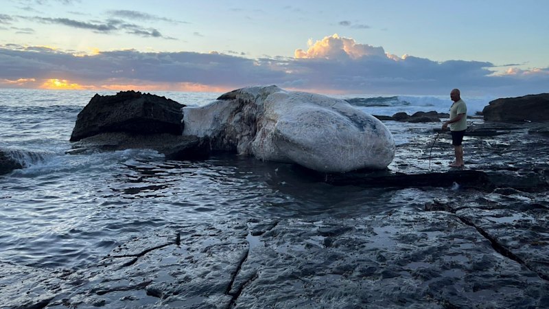 Dead whale washes up at Royal National Park, beaches closed due to shark risk
