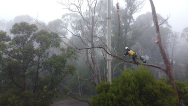 One of John McKenna's team works to bring down one of the storm-affected trees in the Dandenongs.