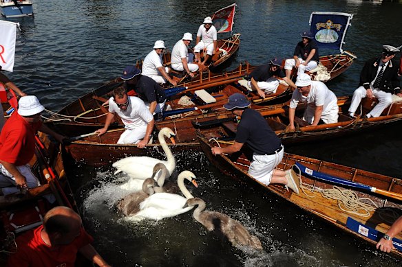 The annual Swan Upping, the counting of the Queen’s swans, takes place on the River Thames in 2021.