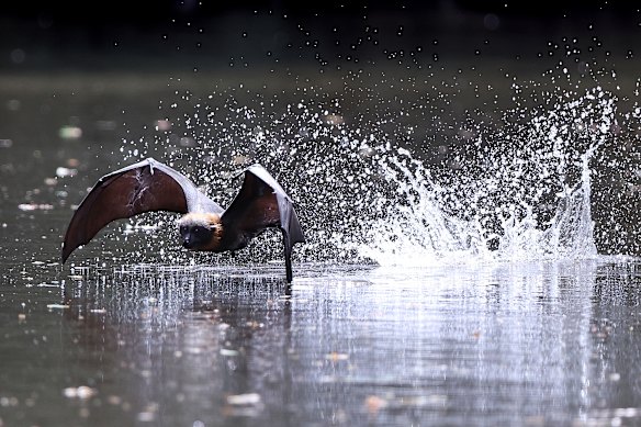 Efforts to cool bats near Bellbird picnic area Yarra bend Park in Kew. Sprinkler systems have been installed to spray the Flying Foxes with water in extreme heat conditions. 