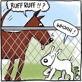 A big dog looks over the fence at a more timid dog.