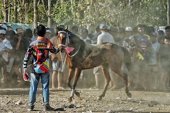Stable boys whip the horses into a frenzy and rub sand on their backs so the jockeys have better purchase. 