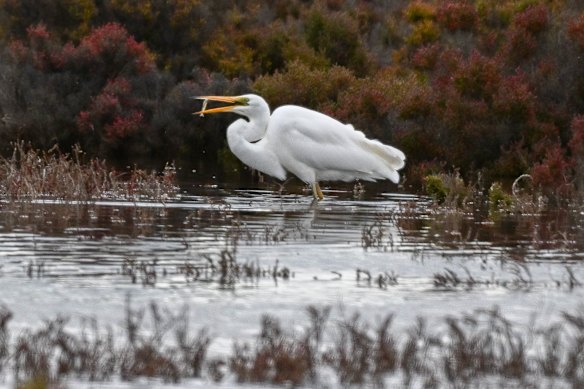 Birdlife at the site. 