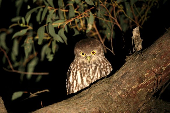 Barking owls are listed as critically endangered in Victoria.