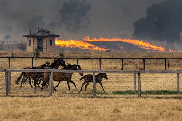 Spooked horses try to flee nearby flames at a stud near Longwood.