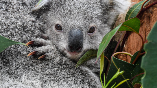 Koalas.