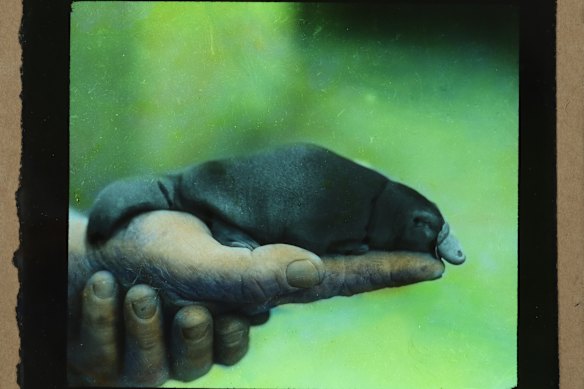 A glass lantern slide  (hand-coloured) of a baby platypus – a puggle – taken by naturalist and zoo owner David Fleay. No known images of Winston exist. 