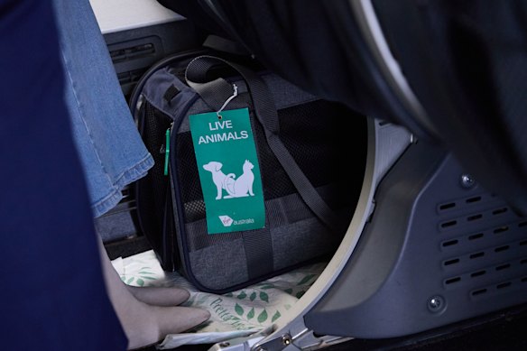 The carrier sits under the seat in front, with a pee pad underneath.