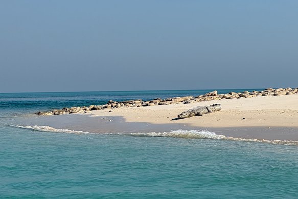 A saltwater crocodile on the beach at Lacepede Islands.