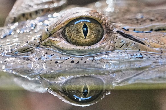 A critically endangered Philippine crocodile, considered the rarest in the world, looks out from its newly opened enclosure at the zoo in Gelsenkirchen, Germany.