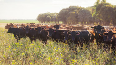 Cattle roams AACo's Westholme station.