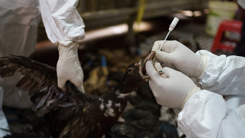 What the confirmed case means for Australia’s wildlife