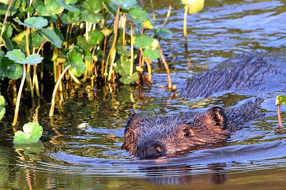 Beavers in the US carry giardia and spread it through their watery homes – hence the nickname “beaver fever”.