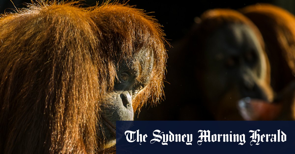 How scientists brought back Melbourne’s most famous orangutan and elephant
