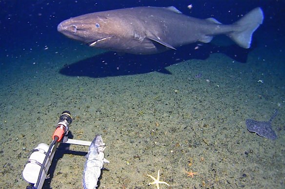 Researchers are unsure how many sleeper sharks may be living in Antarctica.