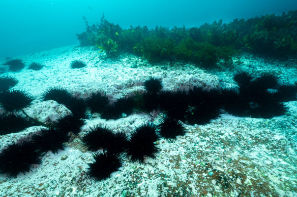 A barren created by long-spined sea urchins on the NSW South Coast.
