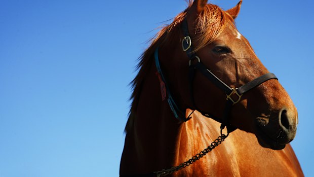 Racing returns to Cootamundra on Sunday.