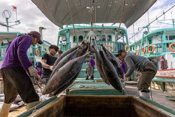 Benoa Port in Bali is one of Indonesia’s biggest fishing ports and tuna is one of its biggest catches.