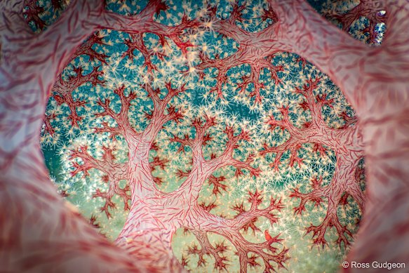 Ross Gudgeon’s Fractal Forest, showing patterns of cauliflower soft coral in Indonesia’s Lembeh Strait. It was the overall winner in the 2025 Australian Geographic Nature Photographer of the Year competition.