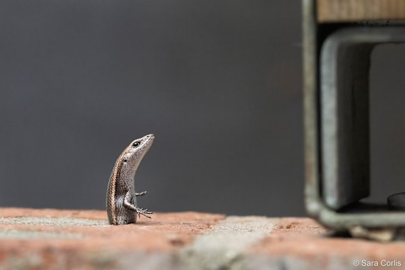 The photograph Skink in a Tight Spot by NSW photographer Sara Corlis won the “impact” prize.