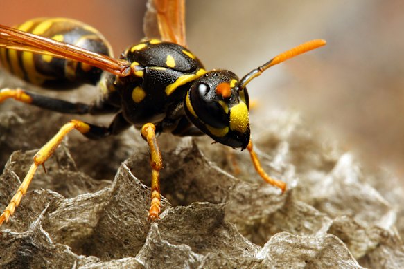 Workers did not find any radioactive wasps.