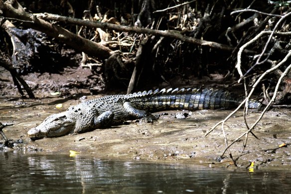 Saltwater Crocodile on river bank in North Queensland