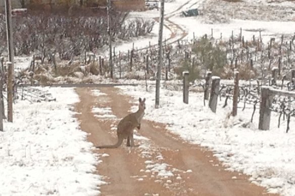 A kangaroo at Ballandean Estate Wines during the last major snowfalls in 2015.