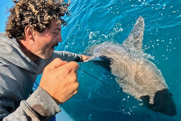 Oscar Ford with the great white shark, caught off Barwon Heads.