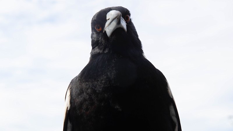 Magpie most commonly seen in 5 million sightings