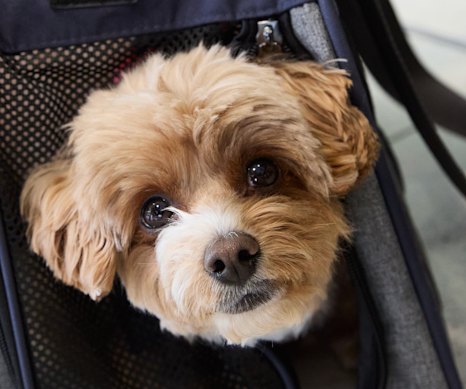 Virgin Australia is set to become the first airline in the country to welcome pets onboard, with its highly anticipated Pets in Cabin service.
