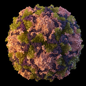 A poliomyelitis virus particle.