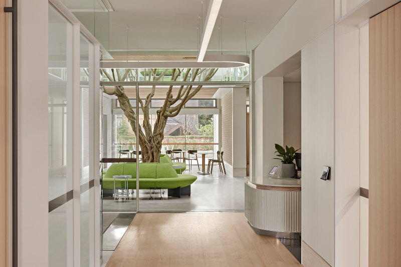 The redesign created a central atrium between the two wings of the 1890s building with a mature weeping fig tree planted in it.