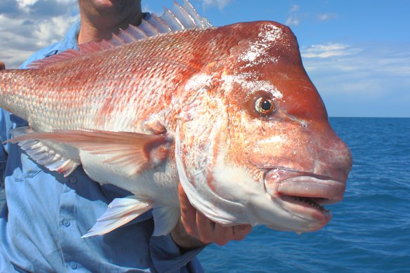 Commercial demersal fishing has been banned in the West Coast Zone. 