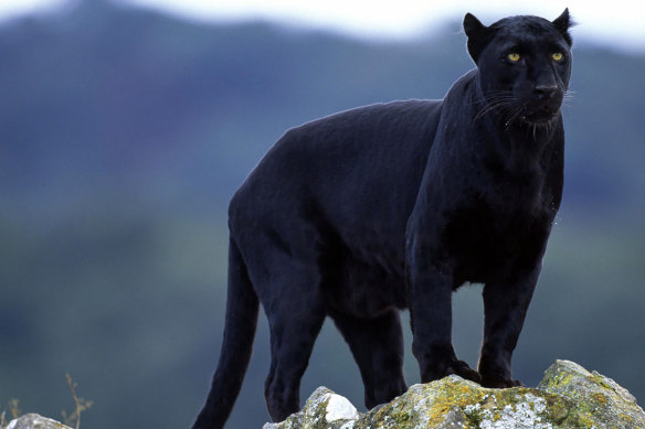 Laikipia’s elusive black leopard.