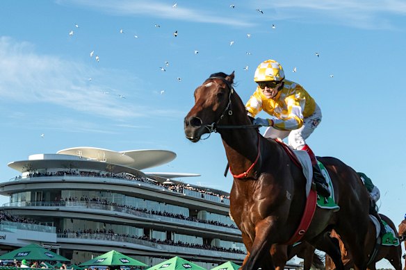 Sir Delius was scratched from this year’s Melbourne Cup. 