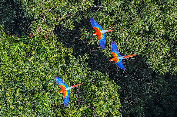 Scarlet macaws high above the canopy.