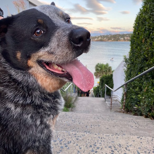The author’s dog Ziggy, ready for a swim.