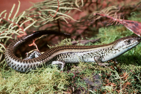 The swamp skink was listed as endangered in March 2023, in part due to habitat loss in Melbourne’s east.