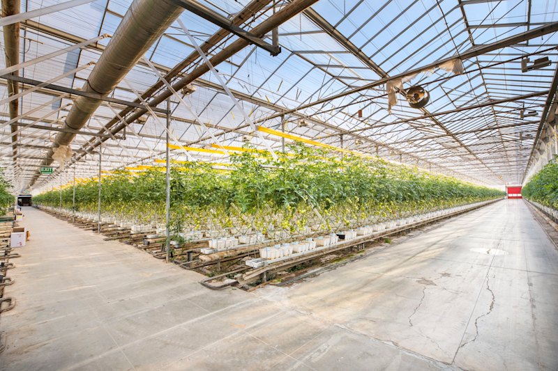 Centuria’s 21-hectare Katunga Fresh glasshouse in Victoria – an alternative real estate asset – is one of Australia’s largest suppliers of tomatoes.