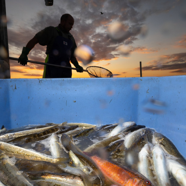 The catch at Corner Inlet. 