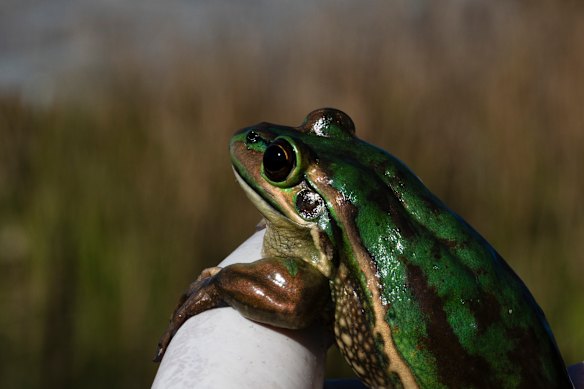 Green and golden bell frogs were once plentiful in Sydney, but they were hit hard by the exotic chytrid fungus.