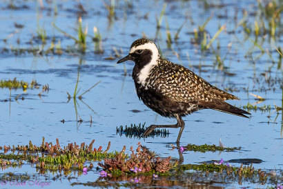 The mislaid  and lonely American Golden Plover who someway  coiled  up   astatine  Werribee Treatment Plant.