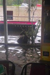 Un kangourou tente d'entrer dans le club de sports et de loisirs de Telegraph Point alors qu'il tente d'échapper à l'inondation. 