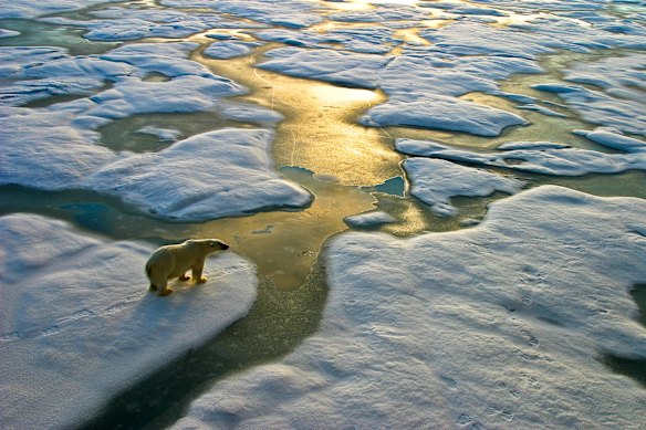 Arctic encounter … a polar bear.