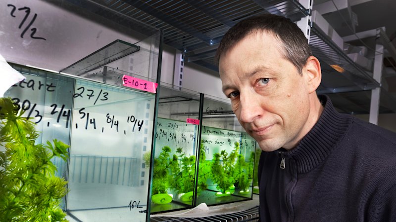 These salmon got high on cocaine. That wasn’t the craziest part