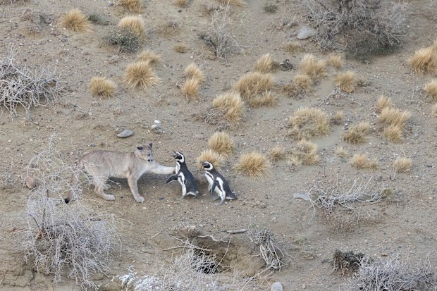 The abundance of Magellanic penguins brought about the highest density of pumas ever recorded at a single site, researchers discovered.